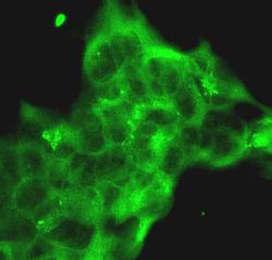 Immunofluorescence add primary antibody add