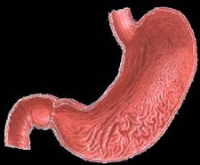 Induction of atrophic gastritis Gastric epithelium (APC HLA-DR) Overexpression of nitrate system Molecular