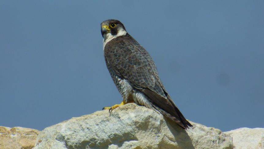 Το Διπλογέρακο Buteo rufinus είναι εντυπωσιακό και μεγάλο αρπακτικό πουλί (άνοιγμά φτερών 130-155 εκ.) που ανήκει στην οικογένεια των γερακίνων (Buteo).