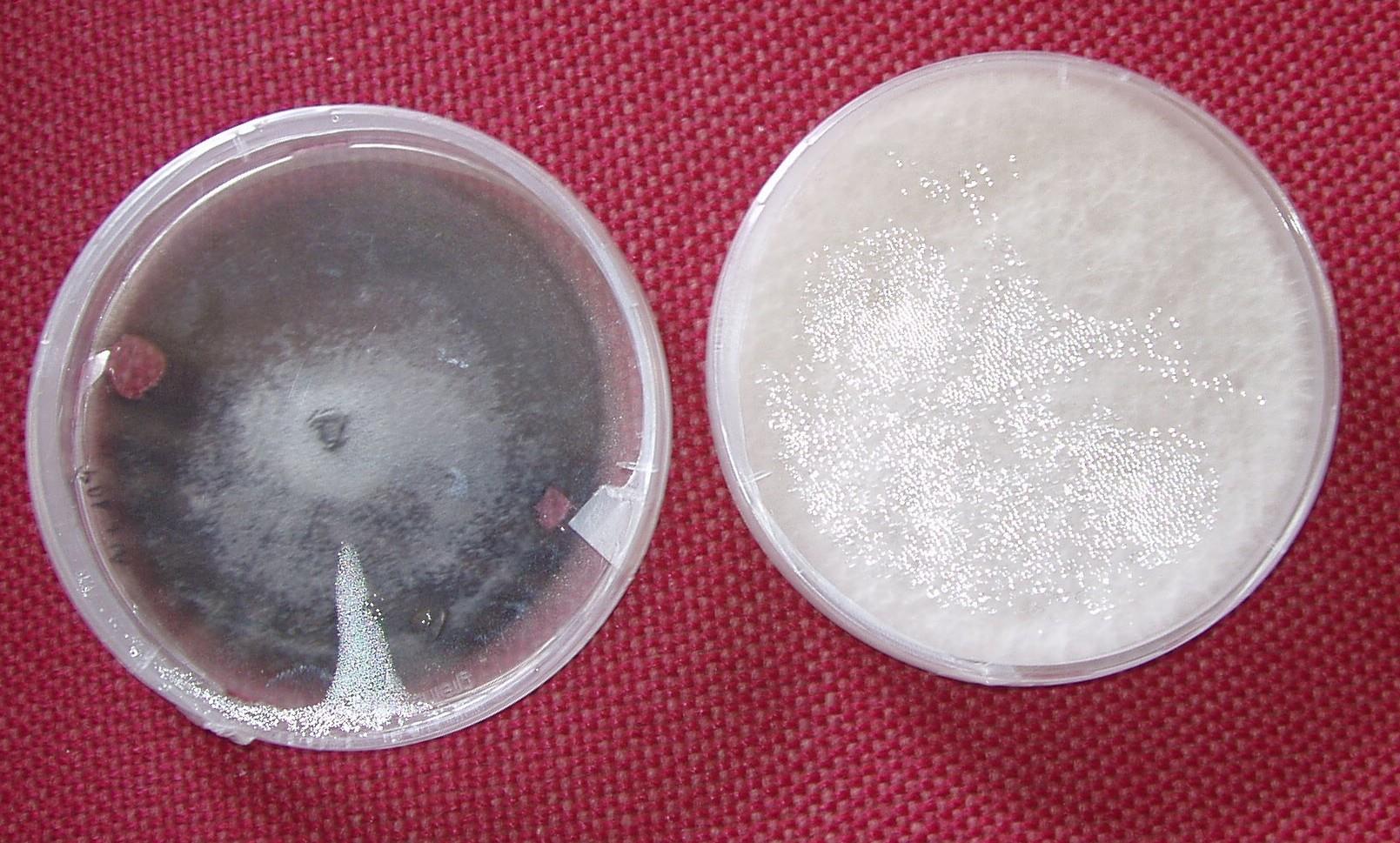 Αποικίες Verticillium dahliae- Fusarium oxysporum σε σύγκριση Αριστερά: Verticillium