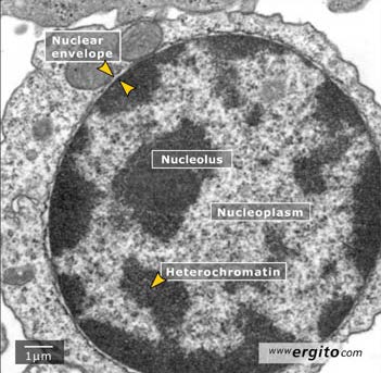 ΔΙΠΛΗ ΠΥΡΗΝΙΚΗ ΜΕΜΒΡΑΝΗ - ΠΥΡΗΝΙΚΟΣ ΠΟΡΟΣ Διπλή φωσφολιπιδική μεμβράνη, η εξωτερική είναι