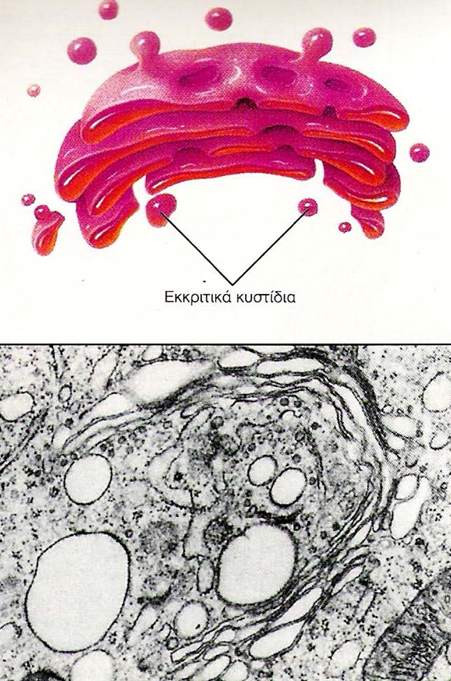 Σύμπλεγμα Golgi (σχηματικά)