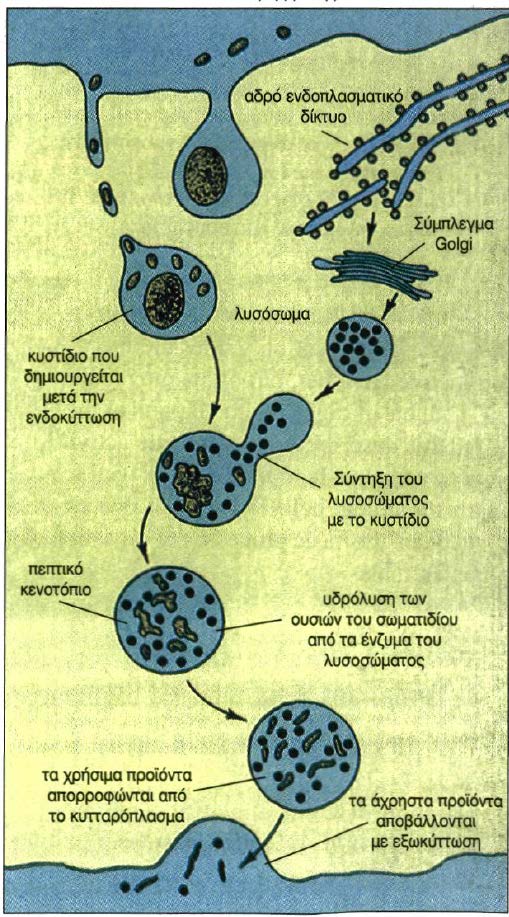 Ο ρόλος των λυσοσωμάτων