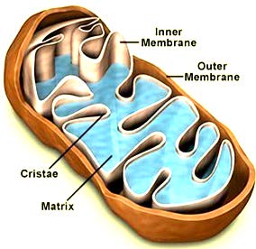 Μιτοχόνδριο Οργανίδια παραγωγής ενέργειας σε μορφή ΑΤΡ με τη διαδικασία αερόβιας αναπνοής.
