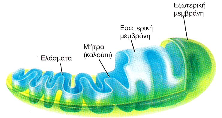 μιτοχόνδριο