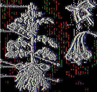 Εικόνα 2: :Η πατάτα Solanum tuberosum Α: άνθος, Β: φύλλα, C: "μάτι", D: κόνδυλος, Ε: πατατόσπορος, F: ρίζες, b: Άνθος, ο: καρπός, Πηγή; http://www.apsnet.org 1.