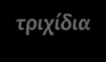 3. Μορφολογία του βλαστού Ανατομία Επιδερμίδα Στενά εφαπτόμενα πολυγωνικά κύτταρα που περιβάλλονται από κηρώδεις ουσίες