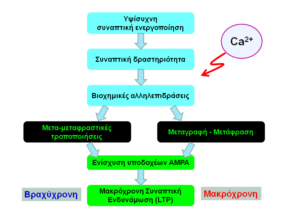 Εικόνα 32.4 Σχεδιάγραμμα που παρουσιάζει το γενικό πρότυπο διεργασιών που οδηγούν σε μακρόχρονη συναπτική ενδυνάμωση (LTP), με τη βασική συμβολή των ιόντων ασβεστίου.