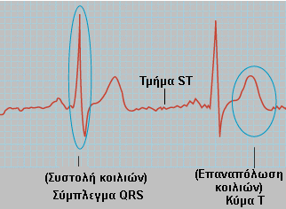 άκρα, είτε σε ένα άνω και σε ένα κάτω άκρο, η ηλεκτρική τάση του συµπλέγµατος είναι συνήθως 1 mv από την κορυφή του επάρµατος R µέχρι το κάτω µέρος του επάρµατος.