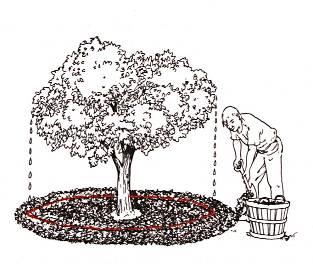 Προσθέστε το κομπόστ: Στον κήπο ή στις γλάστρες σε αναλογία 1:3 με το χώμα Γύρω από τη βάση των φυτών ή