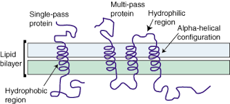 Μορφές μεμβρανικών πρωτεϊνών Ενσωματωμένες Διαπερνούν τον υδρόφοβο πυρήνα της διπλοστοιβάδας Είναι συχνά διαμεμβρανικές πρωτεΐνες,