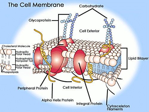 http://cenegenicscarolinas.com/ Ο ρόλος των μεμβρανικών υδατανθράκων Αναγνώριση κυττάρων Βελτίωση της σταθερότητας των μεμβρανών.