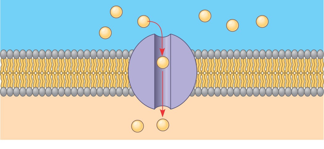 Υποβοηθούμενη διάχυση & πρωτεΐνες Κανάλια μεγάλη ταχύτητα ροής (10 6-10 7 μόρια/sec) και μεταφέρουν τα ιόντα και τα μόρια του νερού προς την κατεύθυνση της διαβάθμισης του ηλεκτροχημικού δυναμικού