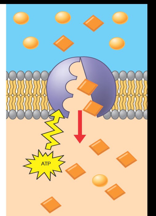 Ενεργητική μεταφορά Καταναλώνει ενέργεια, ATP, για την μεταφορά
