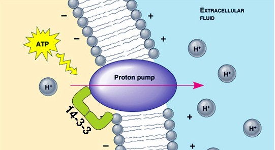 The plasma membrane H+-ATPase ph cytoplasm (7-7,5) ph