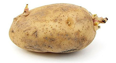 Στη γεωργική πράξη ο πολλαπλασιασµός της πατάτας είναι αγενής, γίνεται δηλαδή αποκλειστικά και µόνο µε κονδύλους.