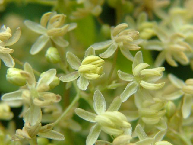 Ταξιανθία και άνθη Ο λυκίσκος είναι φυτό δίοικο δηλαδή τα αρσενικά και θηλυκά άνθη φέρονται σε διαφορετικά φυτά.