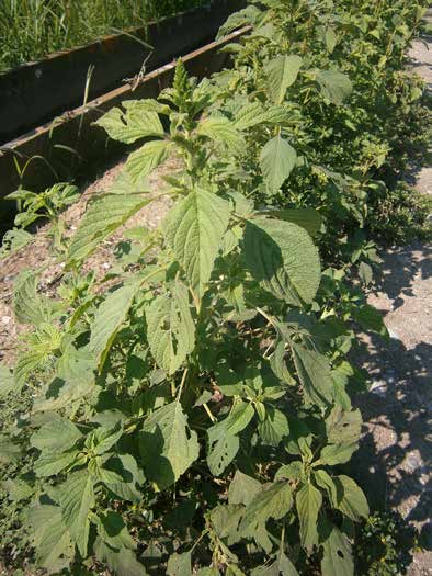 Εικόνα14.3. Βλήτο (Amaranthus retrflexus) Λουβουδιά (Chenpdium album, οικ. Chenpdiaceae) Ένα από τα ευρύτερα διαδεδοµένα ανοιξιάτικα ζιζάνια µε παγκόσµια εξάπλωση.