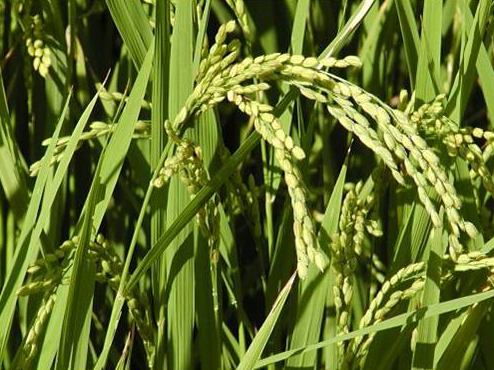 συνήθως από 60 έως 180 cm. Υπάρχουν όµως και ποικιλίες ρυζιού στις ασιατικές χώρες που ανάλογα µε το σύστηµα καλλιέργειας µπορούν να φθάσουν µέχρι και 7 m.