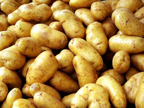 Εικόνα 12.1. Καλλιέργεια πατάτας Εικόνα 12.2. Κόνδυλοι πατάτας µετά τη συγκοµιδή 12.