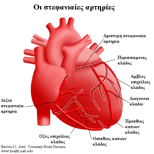 2. ΠΑΘΟΦΥΣΙΟΛΟΓΙΑ 2.1. Στοιχεία φυσιολογίας Η λειτουργία της καρδιάς είναι η προώθηση του αίματος σε όλα τα όργανα και τους ιστούς του σώματος.