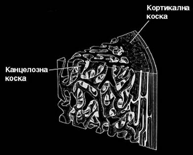 бини треба да одговараат на ткивата што ги заменуваат.