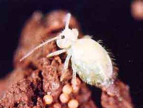 β) COLLEMBOLA (ΚΟΛΛΕΜΒΟΛΑ) Τα κολλέμβολα ανήκουν στα αρθρόποδα και το μέγεθός τους είναι από 0.25mm έως 5mm και το σχήμα του σώματός τους διαφέρει ανάλογα με το είδος τους.