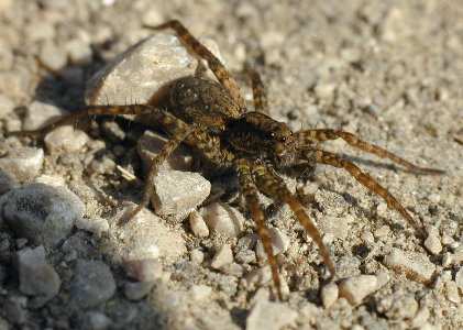 VI) OPILIONES Το μέγεθος τους είναι από 20mm έως 1cm. Το σώμα τους είναι μικρό και στρογγυλό και έχουν οχτώ λεπτά και ιδιαίτερα μακριά πόδια, καθώς και δυο μεγάλα μάτια. (Jones 1983).