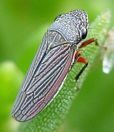 ΤΑΞΗ HEMIPTERA Homoptera.