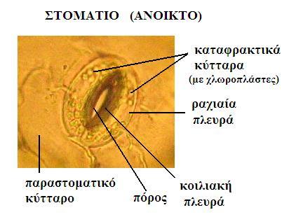 ΜΕ ΠΟΙΟ ΜΗΧΑΝΙΣΜΟ ΟΜΩΣ ΠΡΑΓΜΑΤΟΠΟΙΕΙΤΑΙ ΤΟ ΑΝΟΙΓΟΚΛΕΙΣΙΜΟ ΤΩΝ ΣΤΟΜΑΤΩΝ; Το ανοιγοκλείσιμο των στομάτων εξαρτώμενο πρωτίστως από τη διαθεσιμότητα νερού και επομένως από τη πίεση σπαργής,