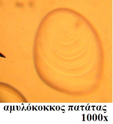 Οι αμυλόκοκκοι διαφέρουν στη στρωματική τους υφή, στο μέγεθος και στο σχήμα. Με βάση τις στρώσεις, οι αμυλόκοκκοι διακρίνονται σε απλούς και σύνθετους, κεντρικούς, έκκεντρους κ. α. Για παράδειγμα οι