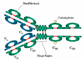 شكل (٢-۴ ):ساختار بنيادين ا نتي باديها زنجيره سبك و سنگين : حداقل ساختار يك ا نتي بادي متشكل از چهار زنجيره پلي پپتيدي است آه دو به دو مشابه مي باشند دو زنجيره سبك مشابه ) ٢٣ آيلو دالتون) و دو زنجيره