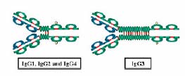 شكل (٧-۴): ساختار IgG آلاس IgG خواص بيولوژيك مختلفي دارد از جمله اين آه قابليت انتقال از جفت را دارد و سبب محافظت نوزاد در ماه هاي اوليه پس از تولد مي شود.