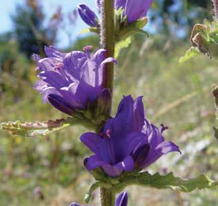 Άτομο και ταξιανθίες της Campanula pangea από το όρος Παγγαίο. (Φωτ. Ν. Κρίγκας). sectio Elatae (C. subsect. Cordifoliae), όπως για παράδειγμα η C. sclerotricha Boiss.