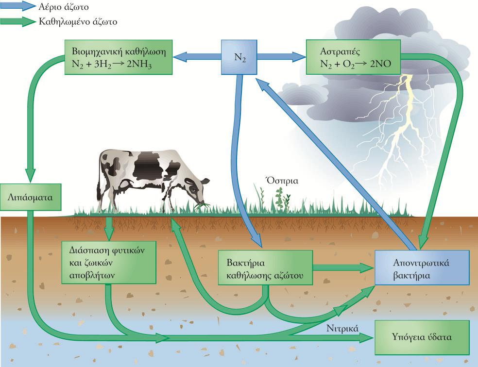 Ο κύκλος του αζώτου.