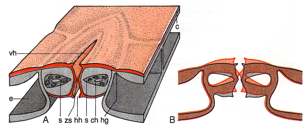Režo (stomo) sestavljata vedno dve celici zapiralki, med katerima je shizogeni