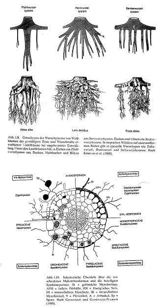 Tip mikorize je podobno kot tip