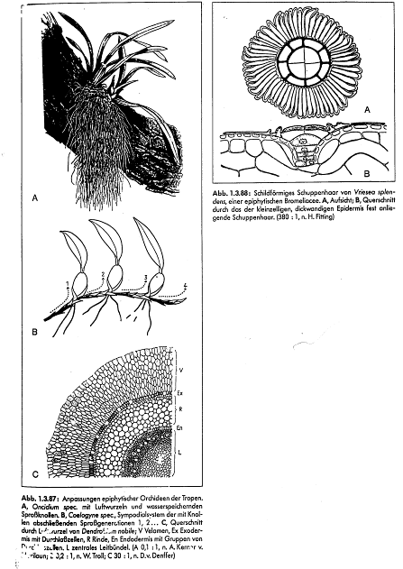 Na zračnih koreninah epifitov in lijan se razvije posebno absorbcijsko
