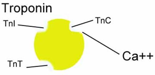 Τροπονίνη Τροπονίνη: 5% των πρωτεϊνών των μυϊκών νημάτων. συστατικό των λεπτών νημάτων.