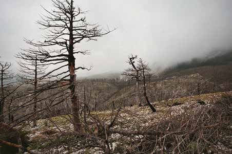 φωτ. Andrea Bonetti/ WWF Hellas Η κλιματική αλλαγή και το ενεργειακό μοντέλο της Ελλάδας Νίκος Μάντζαρης * Η κλιματική αλλαγή και οι επιπτώσεις της στο σύνολο της οικονομίας και στο φυσικό περιβάλλον