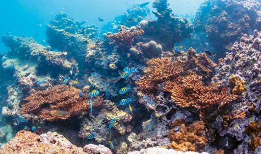 υπηρεσιών. Κατά τα τελευταία 8.000 χρόνια, περίπου το 45% της δασικής κάλυψης της Γης έχει αλλάξει χρήση. Το μεγαλύτερο μέρος του αποξυλώθηκε κατά τη διάρκεια του περασμένου αιώνα.