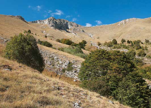 Τα δασοόρια στο Ελλαδικό χώρο σταδιακά ανέρχονται. Εδώ το δασοόριο στο όρος Όρβηλος (φωτ. Κώστας Βιδάκης). ζώνη των μεσογειακών κωνοφόρων.
