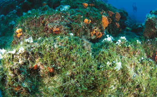 Το πράσινο ξενικό φύκος εισβολέας Caulerpa cylindracea εξαπλώνεται με ταχύ ρυθμό στο βυθό της θάλασσας.