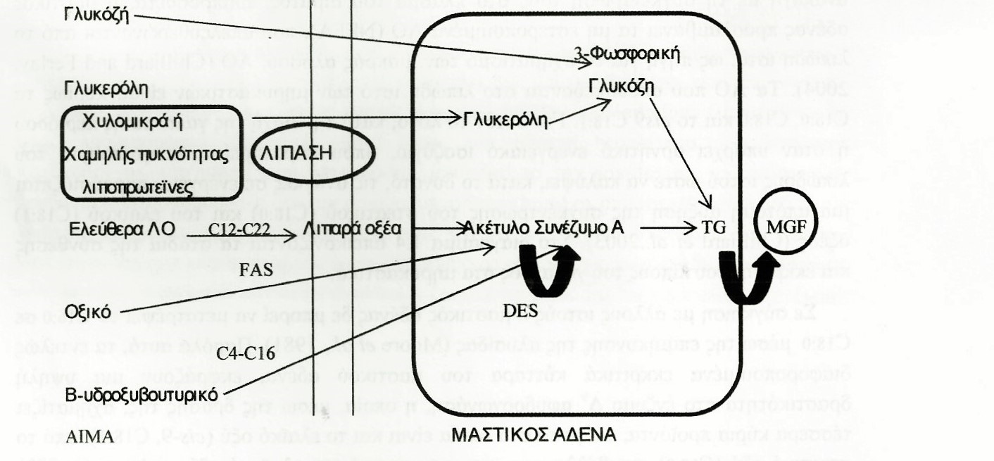 βούτυλο-ακέτυλο συνένζυμο Α, τα οποία προέρχονται από το μεταβολισμό του οξικού οξέος ή του β-υδροξυβουτυρικού οξέος αντίστοιχα (Barber et al., 1997).
