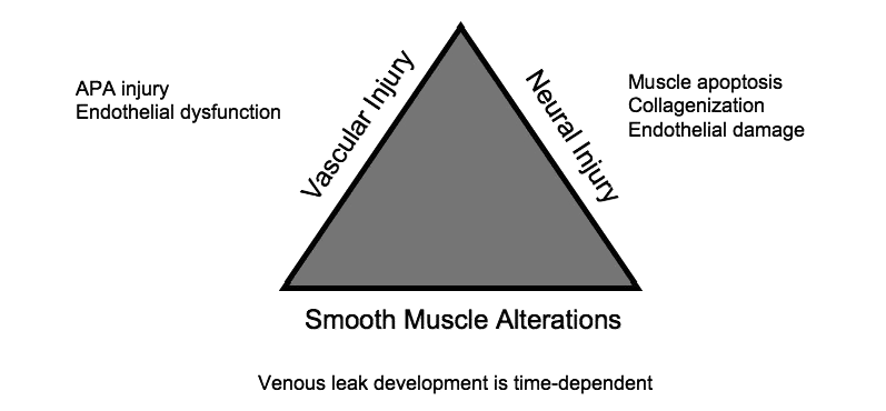 Penile rehabilitation The use of any intervention or combination of interventions (medications, devices or actions) whose goal is broadly thought of as being aimed at restoring erectile function to