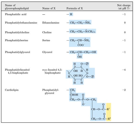 Τα κυριότερα φωσφολιπίδια της κυτ.