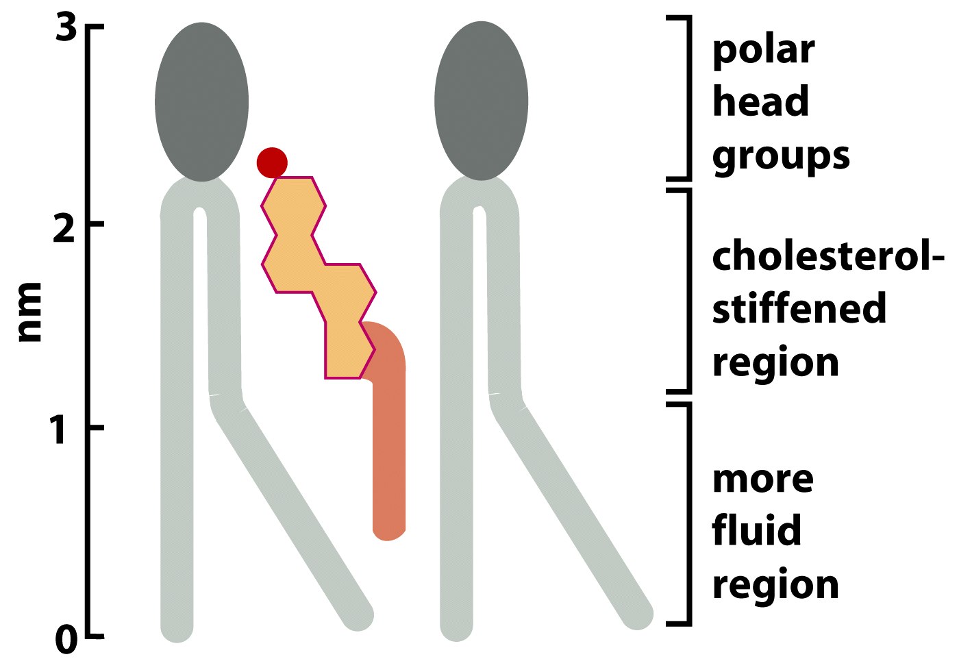 Χοληστερόλη Figure 10-4 Molecular Biology of the Cell ( Garland Science 2008) Figure