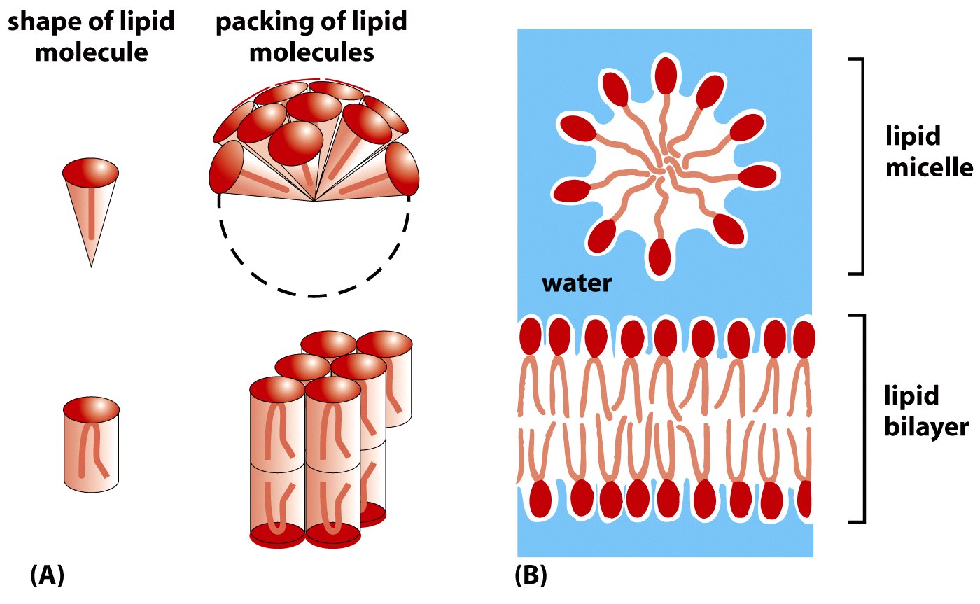 υδάτινο περιβάλλον Figure 10-7 Molecular Biology of