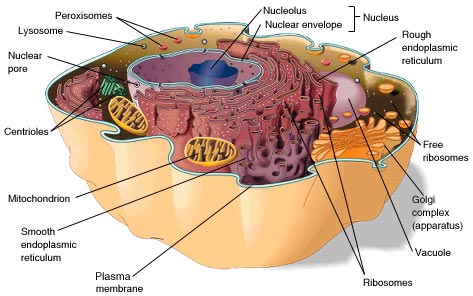 Η κυτταρική µεµβράνη Αποµόνωση του κυττάρου από το περιβάλλον Καθορισµός του ως οντότητα Περιβάλλει το κύτταρο