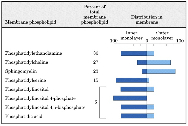 Η κατανοµή φωσφολιπιδίων και γλυκολιπιδίων στη λιπιδική